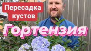 Посадка гортензии в горшок☺️☺️☺️#гортензия #саженцыроз rosebushes.ru