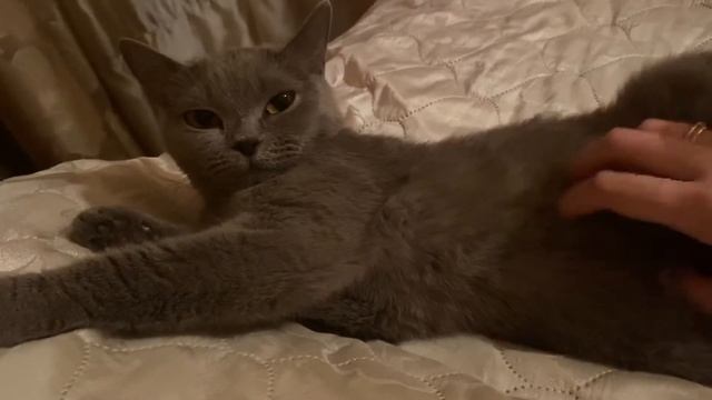 Британская кошка по имени Герцогиня #британскаякошка #видеоскотами #красивыекошки