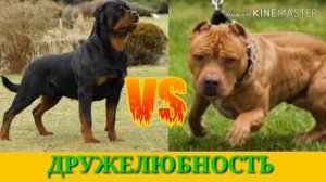 Ротвейлер против Питбуля. Rottweiler against Pit Bull. Animals Battle.