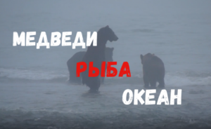 Сахалин! Медведи, рыба, океан...