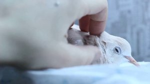 Смеющаяся египетская горлица