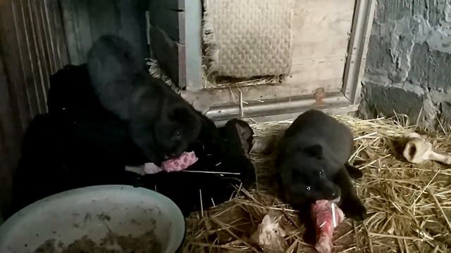 Щенки-медвежатки (04.02.18) смотреть онлайн