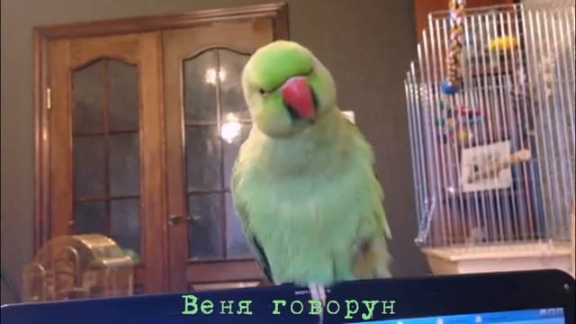 Как говорит Ожереловый попугай Веня