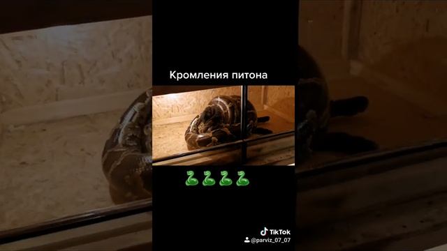 Видео змея ест кролика