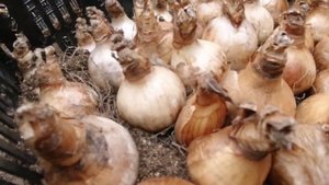 Сажаем нарциссы в ящики(покупка,посадка, уход)