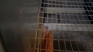 Клетка для кур несушек своими руками. Проще не куда.