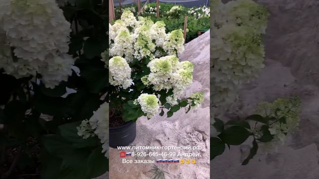 Лучшие Крупномеры гортензий от Питомник-Гортензий.рф Андрея Малышева ☎️??8-926-645-46-99 ✅wats App