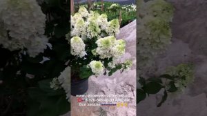 Лучшие Крупномеры гортензий от Питомник-Гортензий.рф Андрея Малышева ☎️??8-926-645-46-99 ✅wats app