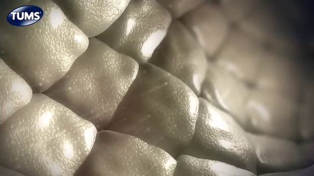 The Science Behind TUMS