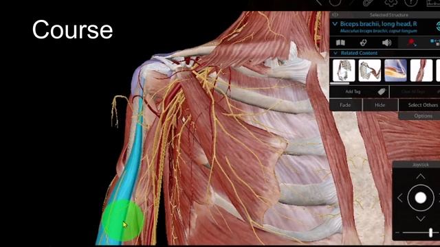 Musculocutaneous Nerve смотреть онлайн
