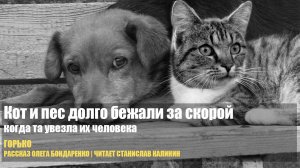 Кот и пес долго бежали за скорой, когда та увезла их человека. Они остались совсем одни в этом мире