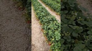 Оставлять или нет осенью в зиму ремонтантные сорта клубники? Как подготовить клубнику к зиме!