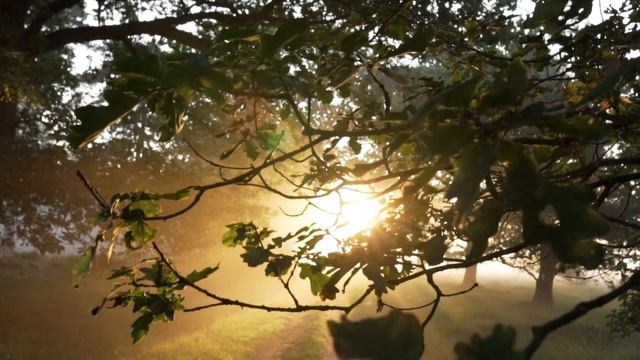 Звуки природы, шум леса, пение птиц, для релаксации, сна, Медитации. смотреть онлайн