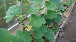 Чем защищаю огурцы от паутинного клеща.