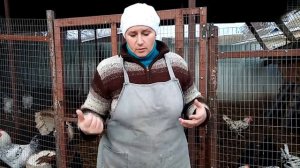 Почему куры боятся заходить в курятник.