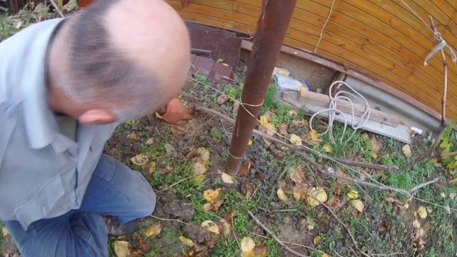 Обрезаем и обрабатываем виноград вместе с опытным садоводом