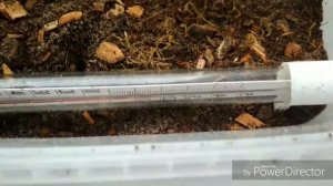 Зимовка ящерицы(#2)