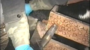 Обезроживание телят ИАТ.mpg