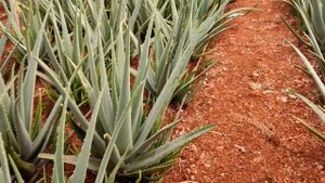 НАША ТЕПЛИЦА В ТУРЦИИ - АЛОЭ ВЕРА ЦВЕТЁТ В ЯНВАРЕ 2023