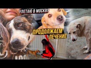 Лечим Бельчика и Кассира, Обнимашки с хвостиками. Улетаю в Москву.