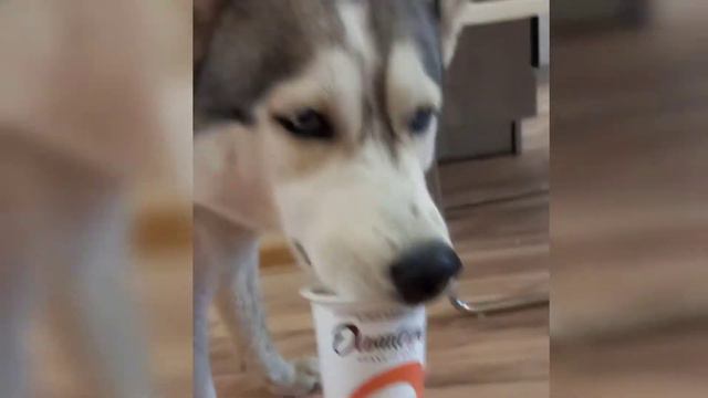 ПРИКЛЮЧЕНИЯ НЕ ПОКИДАЮТ СОВСЕМ смотреть онлайн