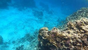 ЭКСКУРСИЯ С ДАЙВИНГОМ ВОЗЛЕ ОСТРОВА ТИРАН И ЛОГОВО ДЕЛЬФИНОВ! ЕГИПЕТ 2021