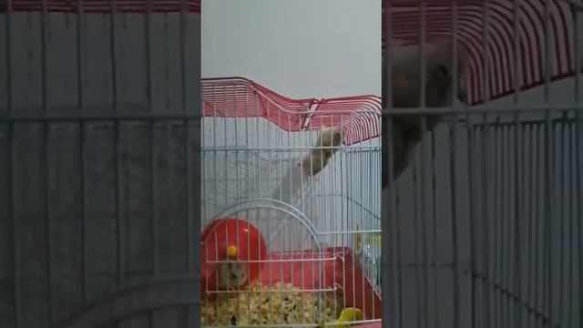 Aksi Akrobatik Hamster Chik