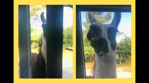 - ПРИКОЛЫ ФЕЙЛЫ ПАДЕНИЯ -.mp4