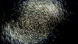 VTS 01 0 Twister Digital Video Advanced Era Next Generation of Content Arrival October 1st 3015