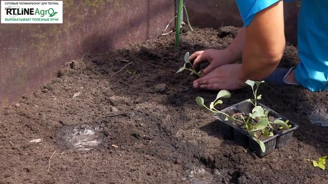 ? Посадка рассады цветной капусты осенью. Выращивание цветной капусты в теплице осенью. смотреть онлайн