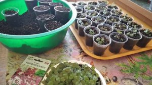 Гейхера "колокольчик".Что не даёт мне покупать дорогие растения? Может это жадность  или....