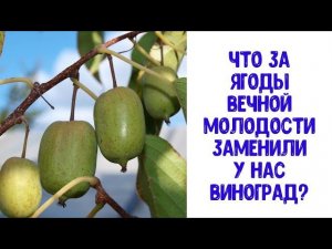 Что за ягоды вечной молодости  вытеснили у нас виноград? Плюс Рецепт эликсира здоровья