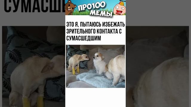 Короткие приколы и мемы с озвучкой 12+ #shorts #мемы #приколы #котики #анекдоты