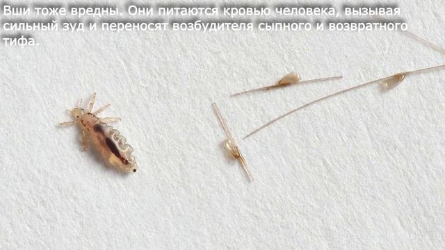 28. Насекомые вредители культурных растений и переносчики заболеваний человека. Биология 7 класс