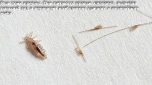 28. Насекомые вредители культурных растений и переносчики заболеваний человека. Биология 7 класс