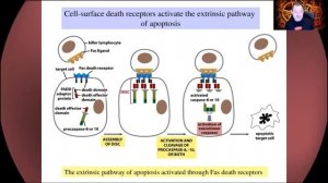 Apoptosis and Cell Death. Science on the Edge.