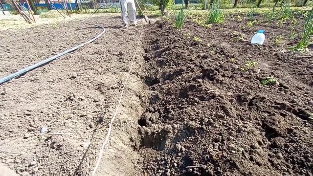 СУПЕР Посадка рассады томатов в открытый грунт смотреть онлайн