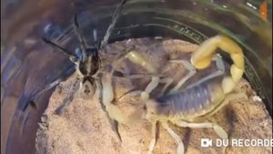 Батл,Тарантул против Скарпиона.