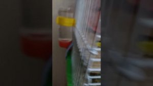 ?Как ухаживать за сирийским хомяком ?