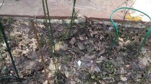 Обрезка розы "Нью Доун". Сорта новых пионов из Подворья.