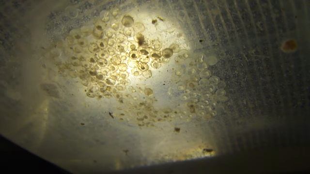 Данио появляется на свет. смотреть онлайн