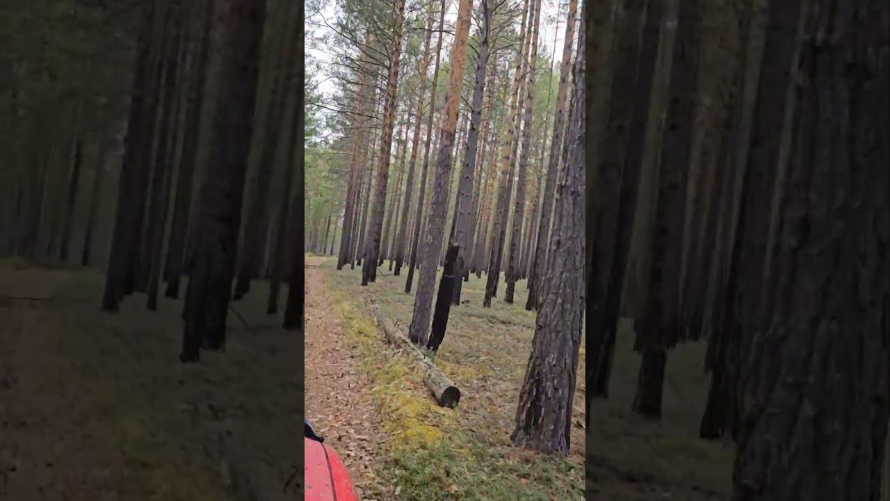 Глухарь на дороге #жизньвтайге #отшельник #тайга #степанабронин