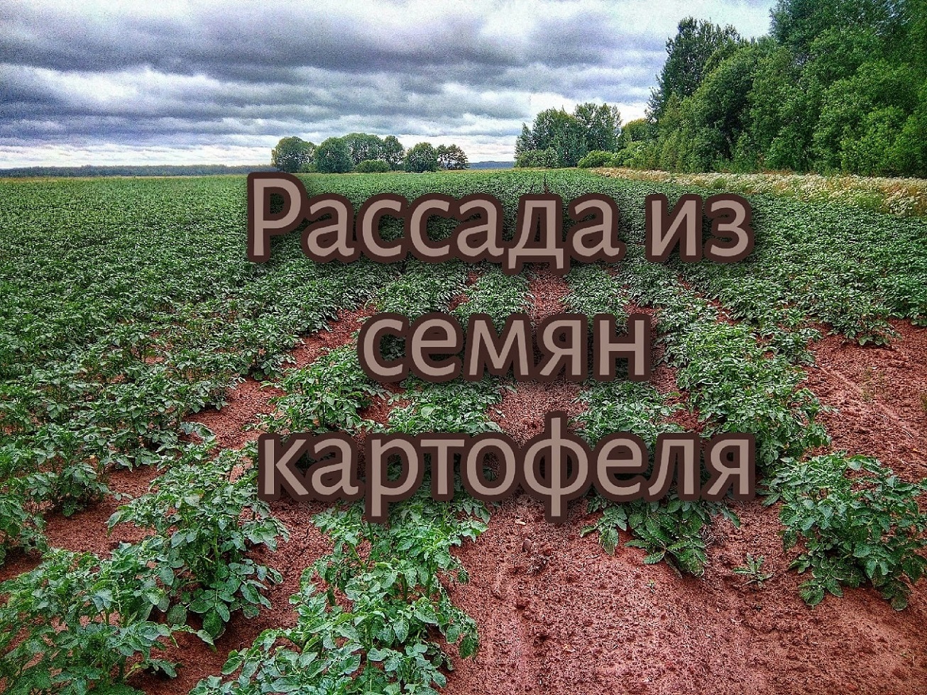 Рассада/Рассада из семян картофеля/Семена картофеля/Картофель/Рассада в 2023 году/2023