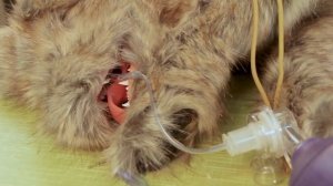 Тренажер для проведения сердечно-легочной реанимации у собак