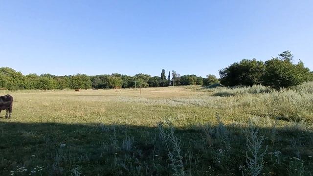 Никитовка. Детская площадка, футбольное поле и маленькая коровка Ночка. смотреть онлайн