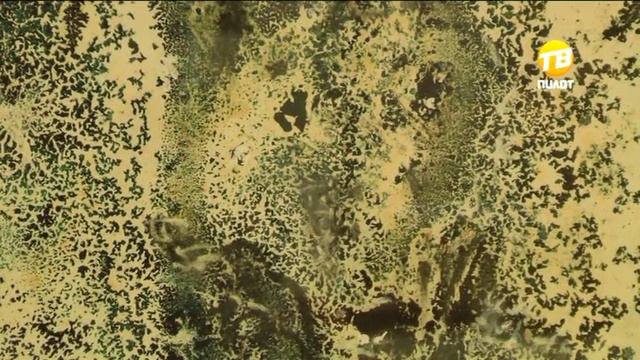 В Твери открылась выставка "Акватипия". 2016-11-11 смотреть онлайн