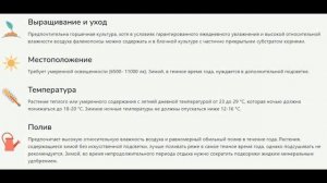 ФЕРРАРА Фаленопсис Anthura FERRARA. МОЙ СОЛНЕЧНЫЙ С ВОЛАНОМ и АРОМАТОМ! ОПИСАНИЕ, ОСОБЕННОСТИ УХОДА