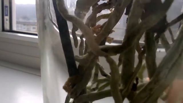 Kaoda Twinkle Chocolate Drops смотреть онлайн