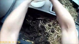 Хранение и содержание червей ( Дендры ) для рыбалки.