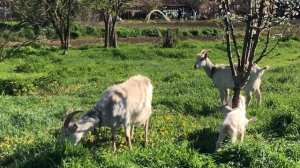 Между травой и деревьями козы всегда выбирают деревья.